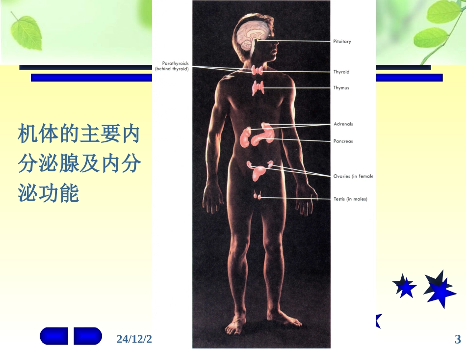 内分泌系统-11_第3页