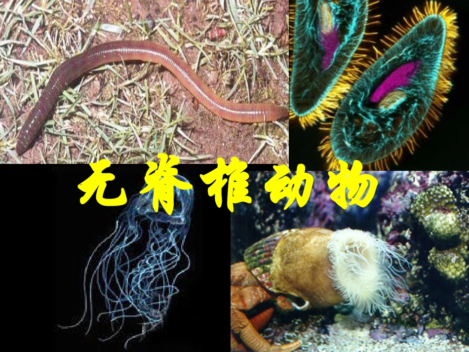 生物的分类 无脊椎动物_第1页
