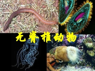 生物的分类 无脊椎动物