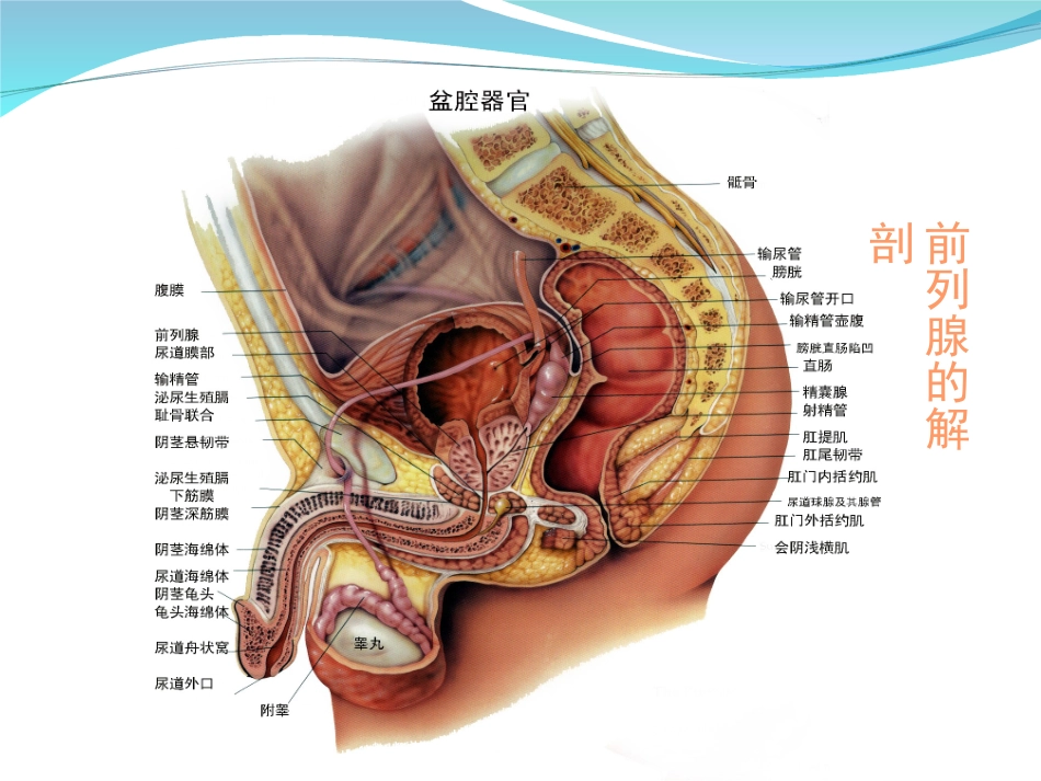 I43前列腺健康_第3页