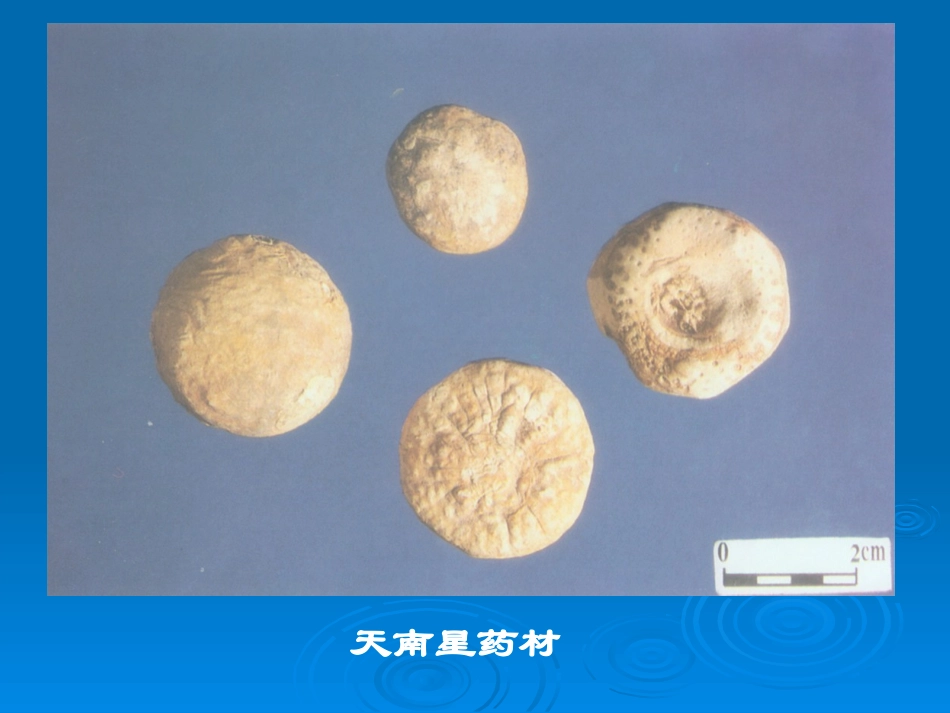 广州中医药大学精品课程中药鉴定实验6 根及根茎类五_第3页