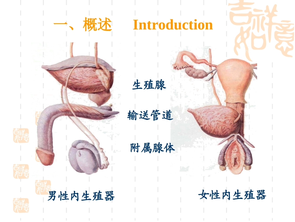 泌尿男性生殖系统_第1页