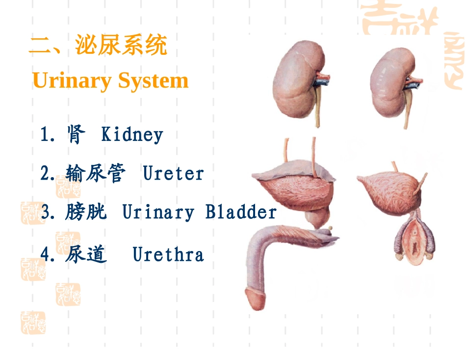 泌尿男性生殖系统_第2页