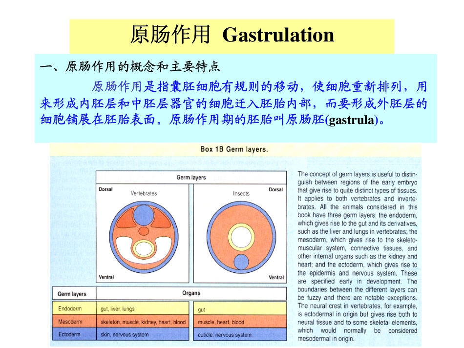 发育生物学课件-原肠作用@哈医_第2页