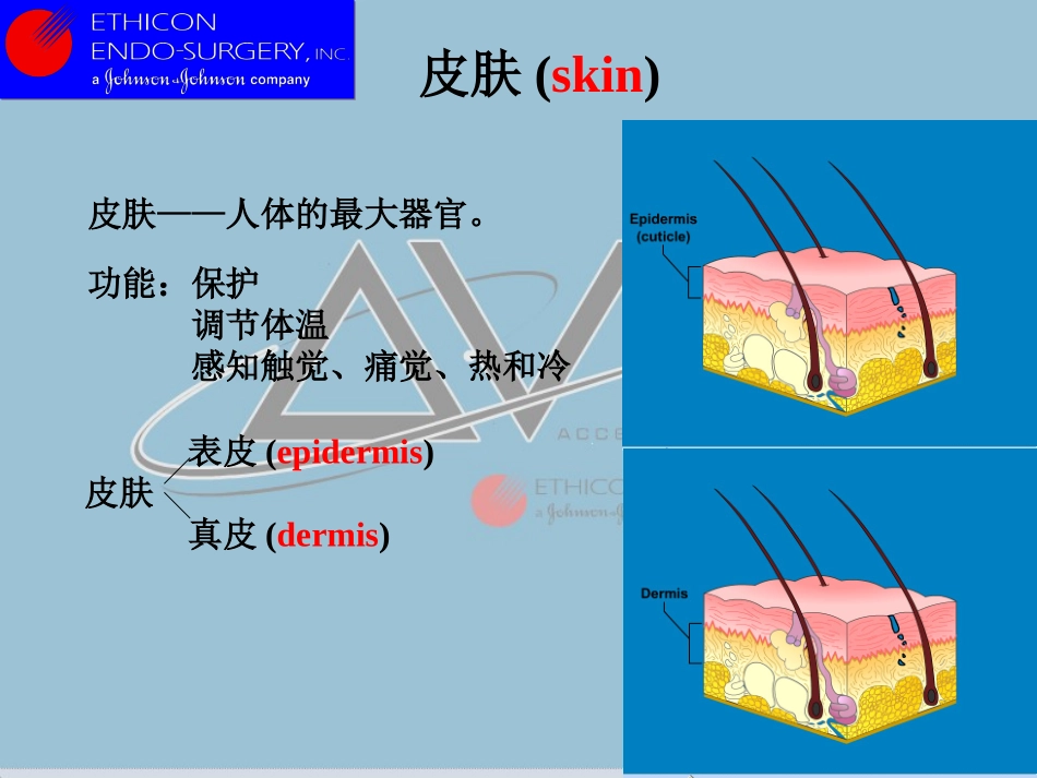 解剖(腹壁)_第2页