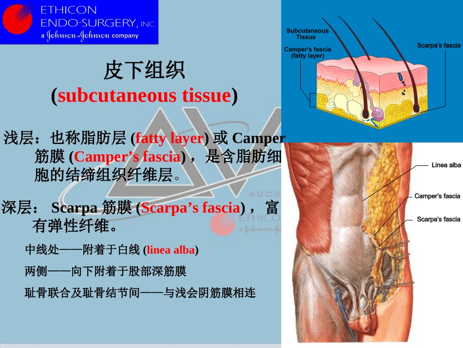 解剖(腹壁)_第3页