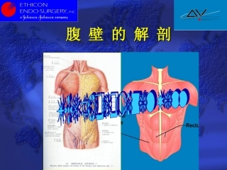 解剖(腹壁)