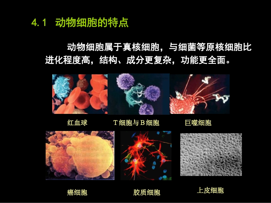 第4章 动物细胞与组织培养-2012_第3页