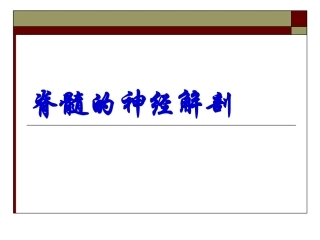 脊髓的神经解剖