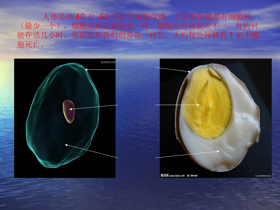 奇妙的人体资料_第3页