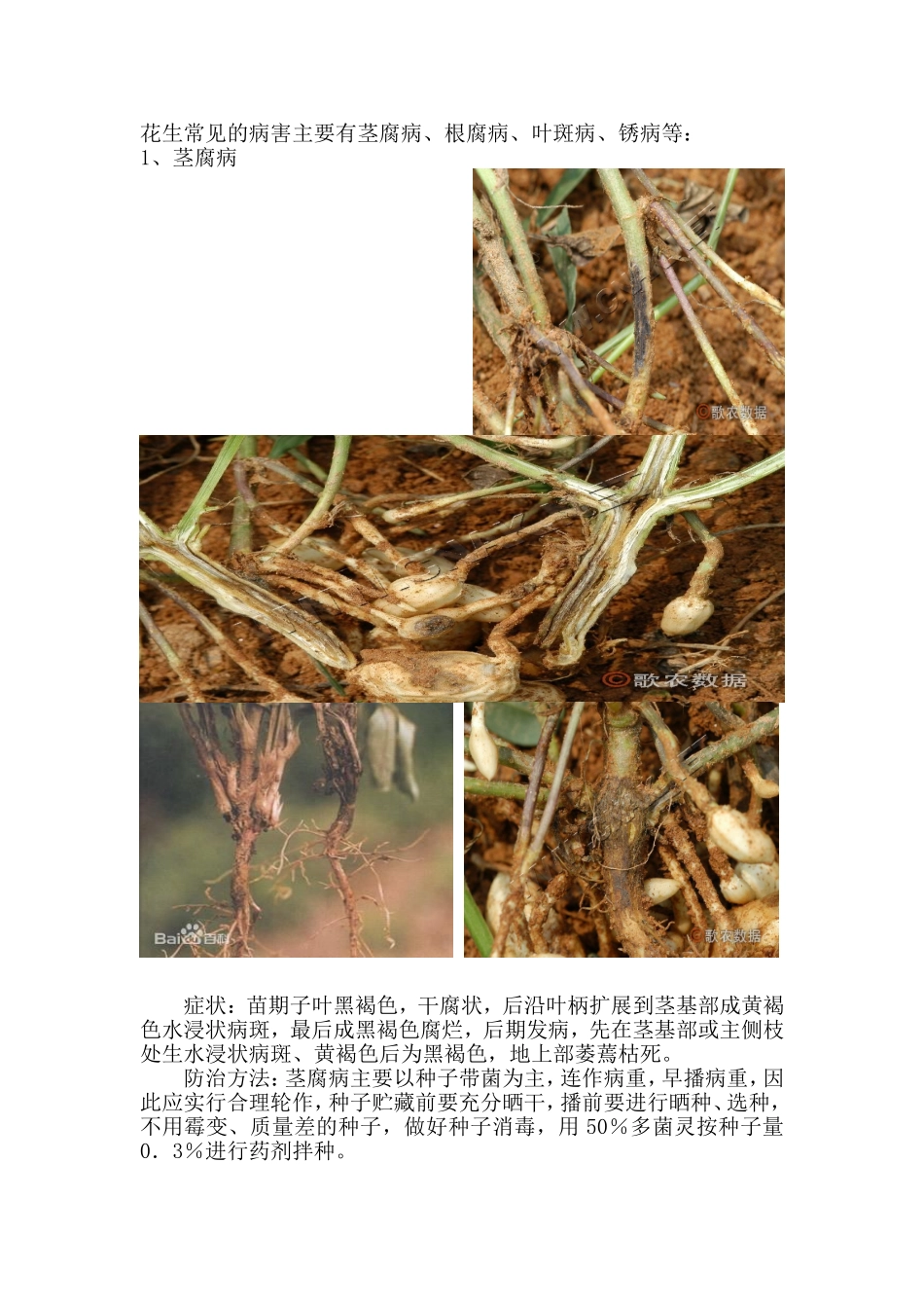 花生常见病虫害_第1页