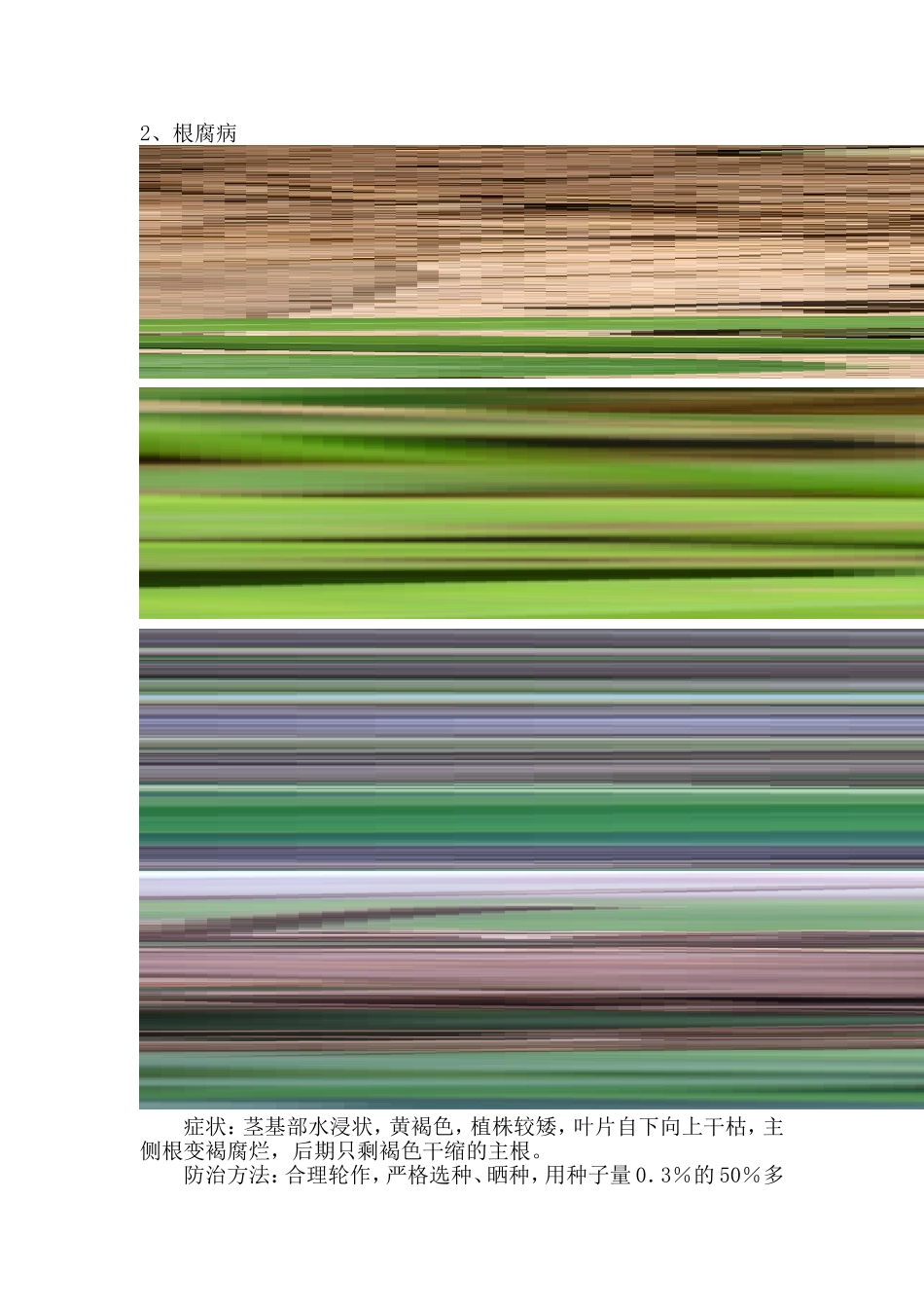 花生常见病虫害_第2页