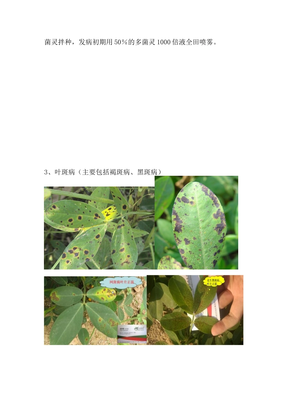 花生常见病虫害_第3页