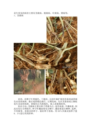 花生常见病虫害