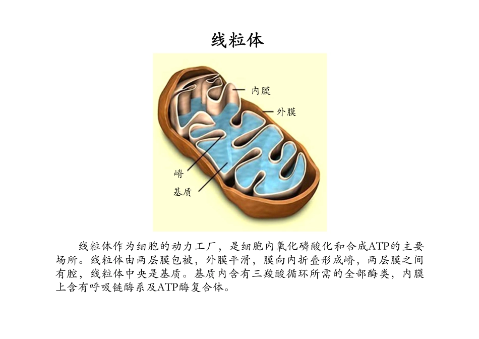 细胞生物学实验-叶绿体和线粒体的分离_第3页