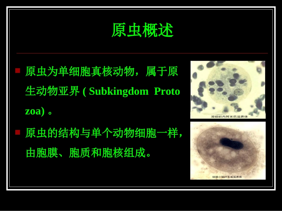 溶组织内阿米巴11_第2页