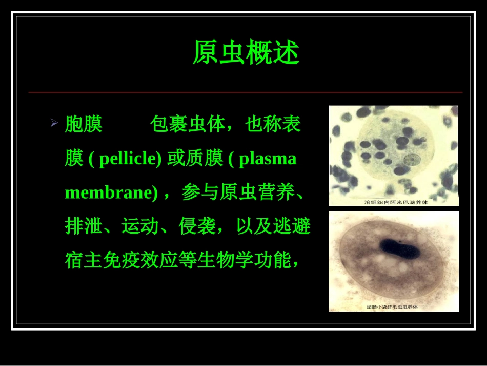 溶组织内阿米巴11_第3页