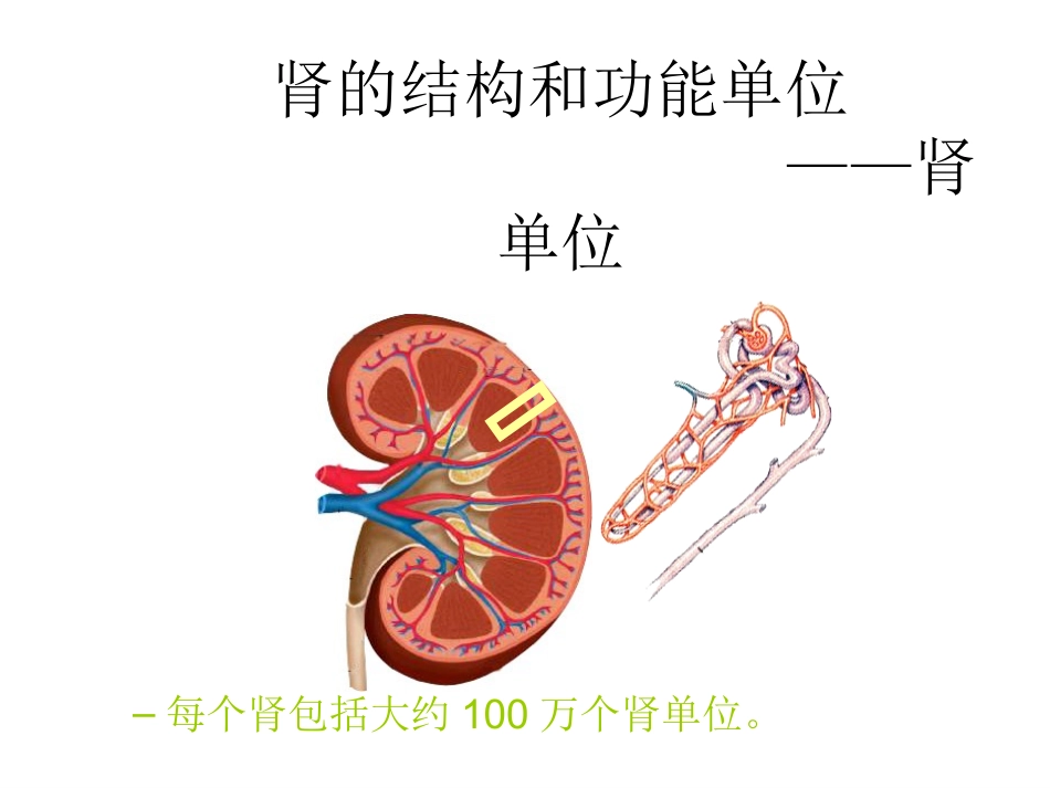 尿液的形成和排出1_第3页