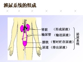 尿液的形成和排出1