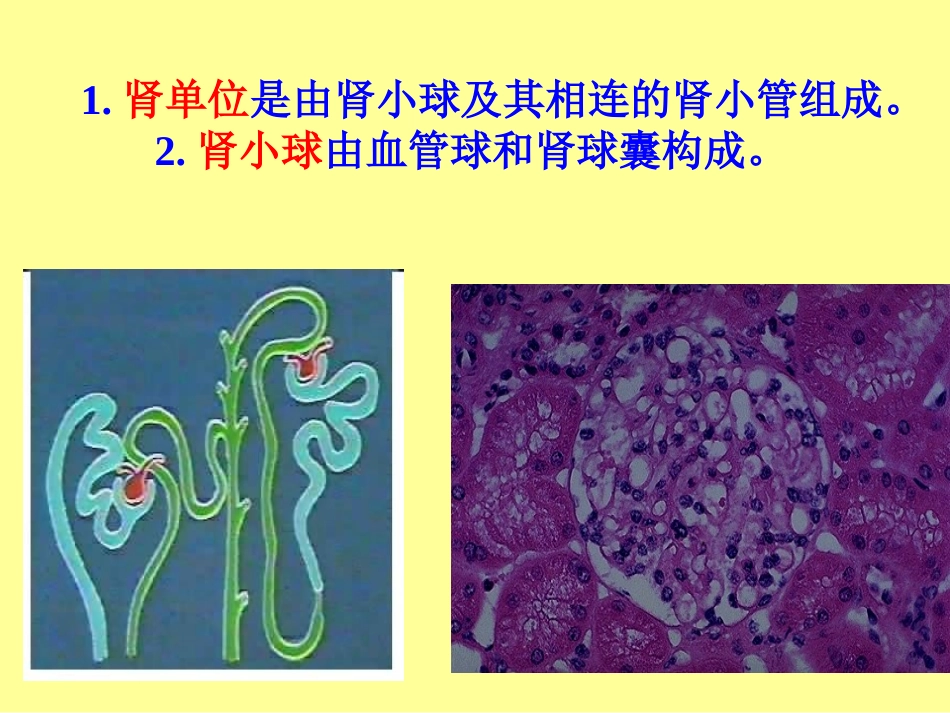第十五章 泌尿系统疾病_第3页