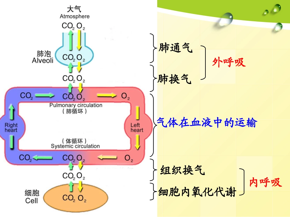 第五章-呼吸(护理本科)-改后2_第3页