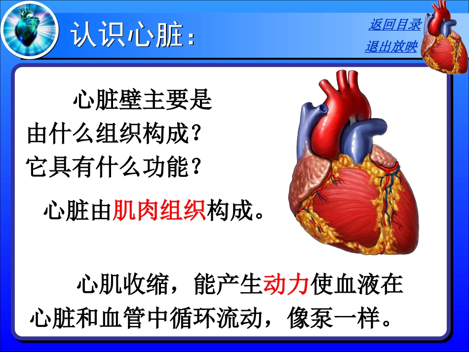 输送血液的泵—心脏(正式)_第3页
