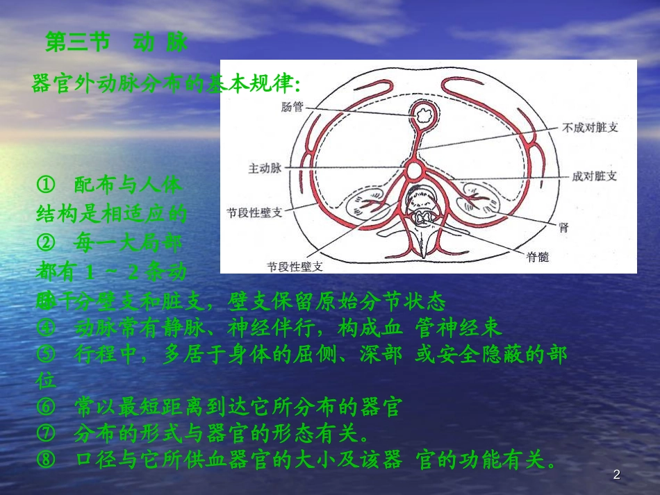 人体解剖学课件-动脉_第2页