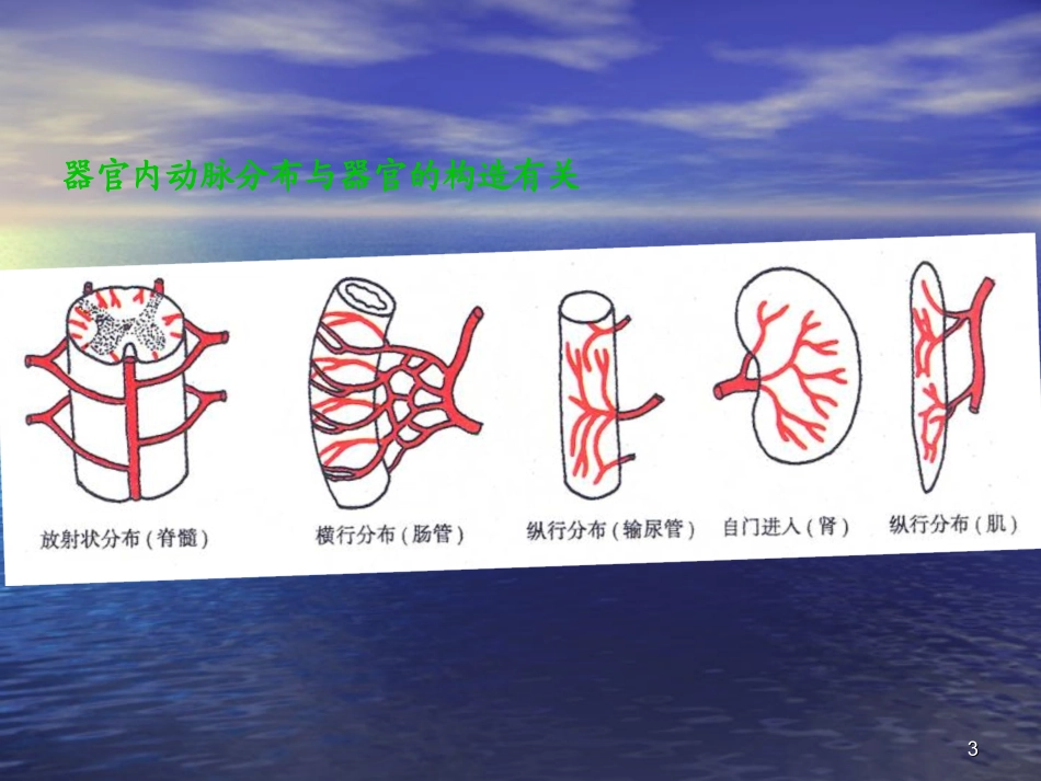 人体解剖学课件-动脉_第3页