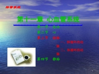 人体解剖学课件-动脉