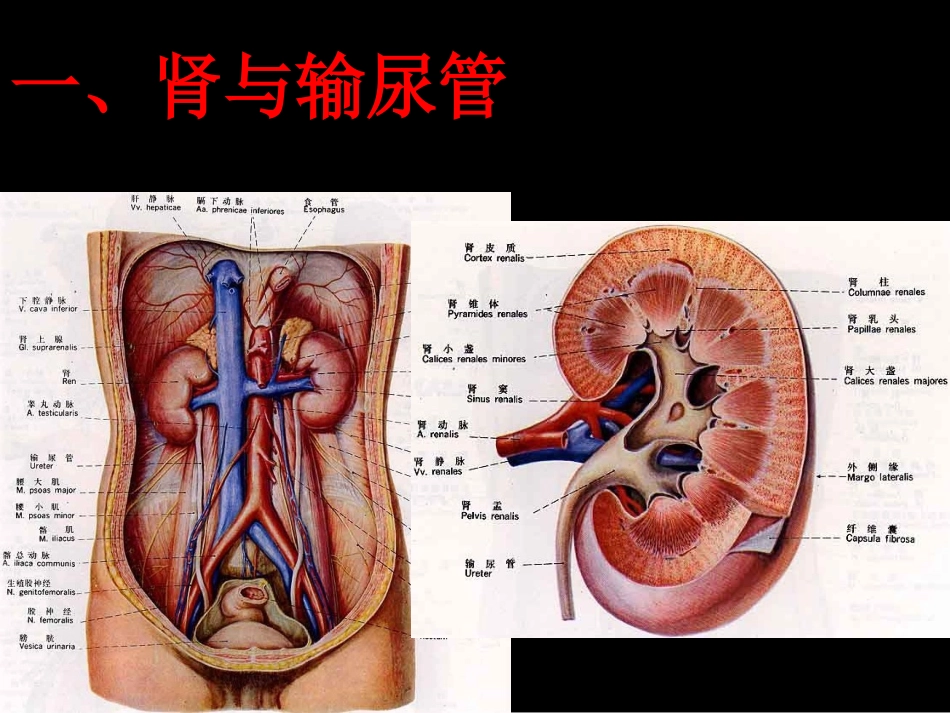 泌尿生殖系统影像_第2页