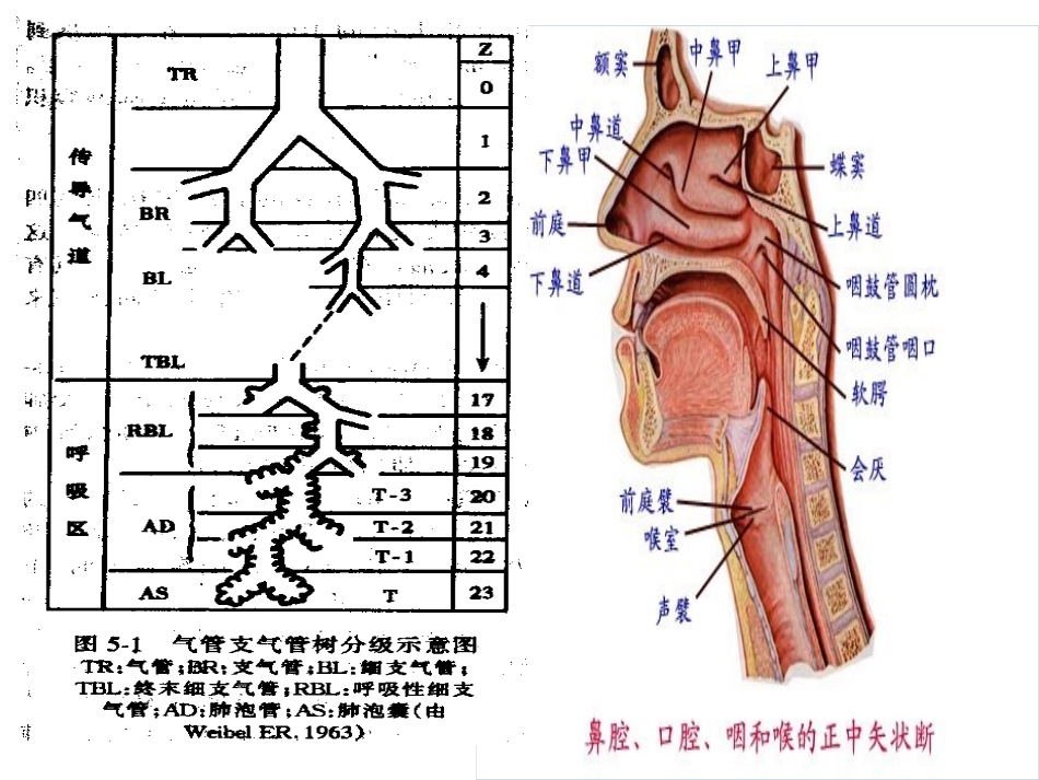 呼吸机基础知识笔记_第3页