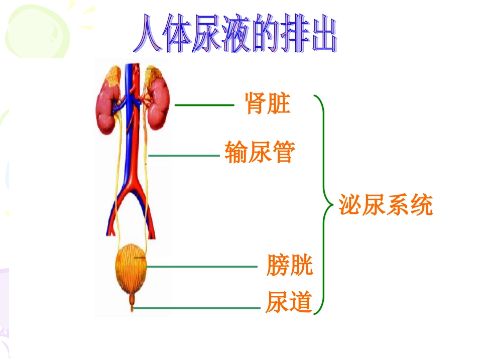 urine examination_第2页