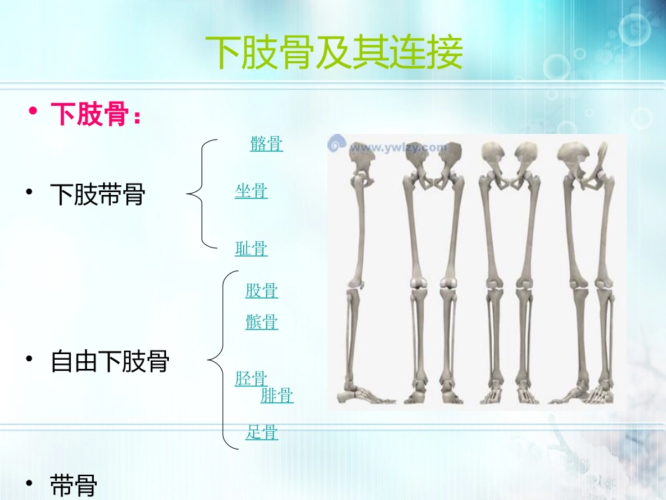 下肢骨及其连接_第1页
