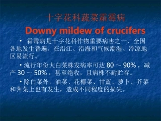 十字花科蔬菜霜霉病