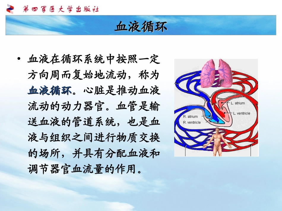 生理第四章--血液循环_第2页