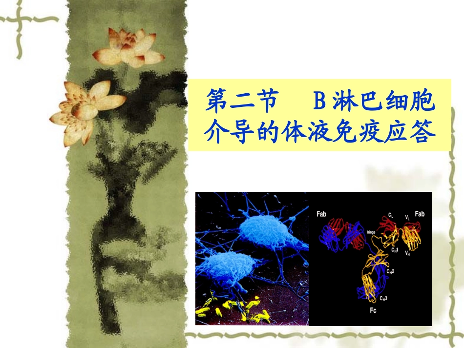 B淋巴细胞介导的体液免疫应答_第1页