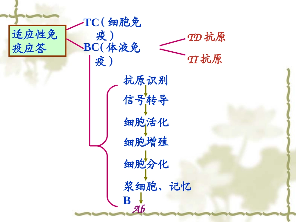 B淋巴细胞介导的体液免疫应答_第2页