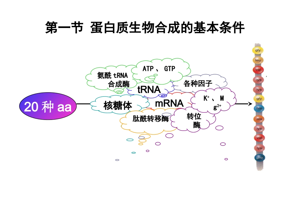 生物化学 蛋白质的生物合成_第3页