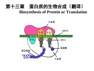 生物化学 蛋白质的生物合成