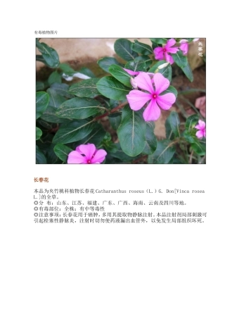 有毒植物大全附带图片图片