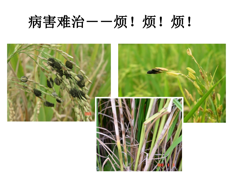 水稻病虫害防治(农户版)_第2页