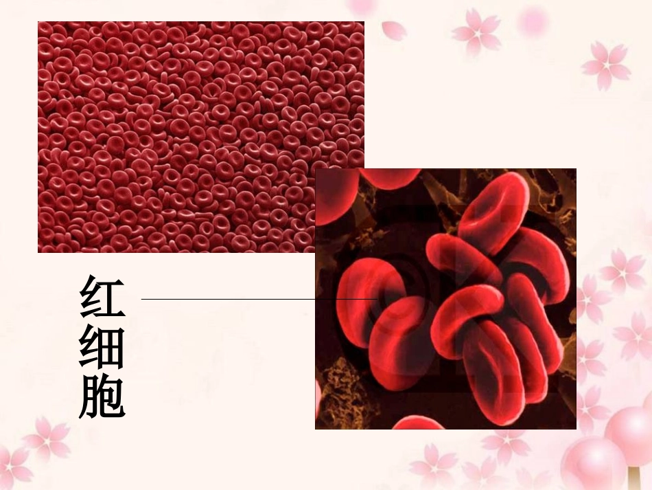 一章-第2节-细胞的多样性和统一性_第2页