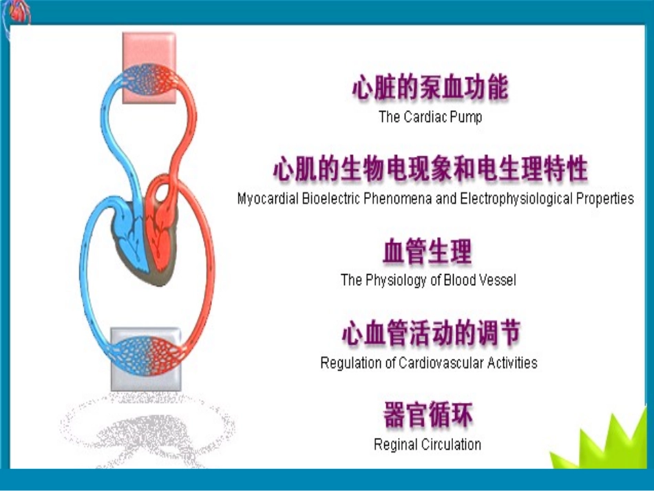 第四章 血液循环_第3页