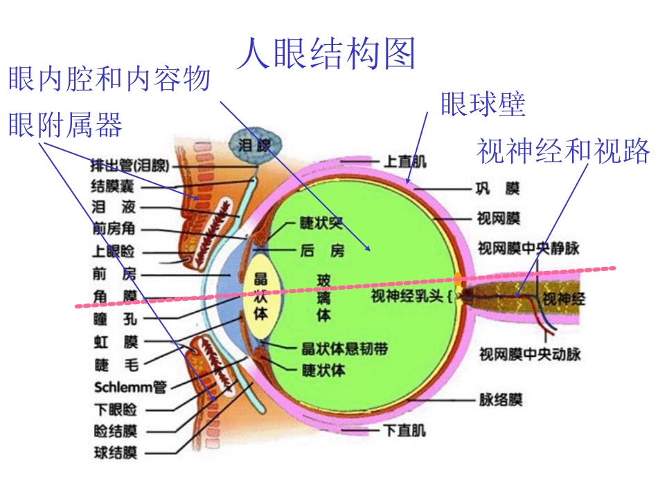 第2章人眼构造_第2页