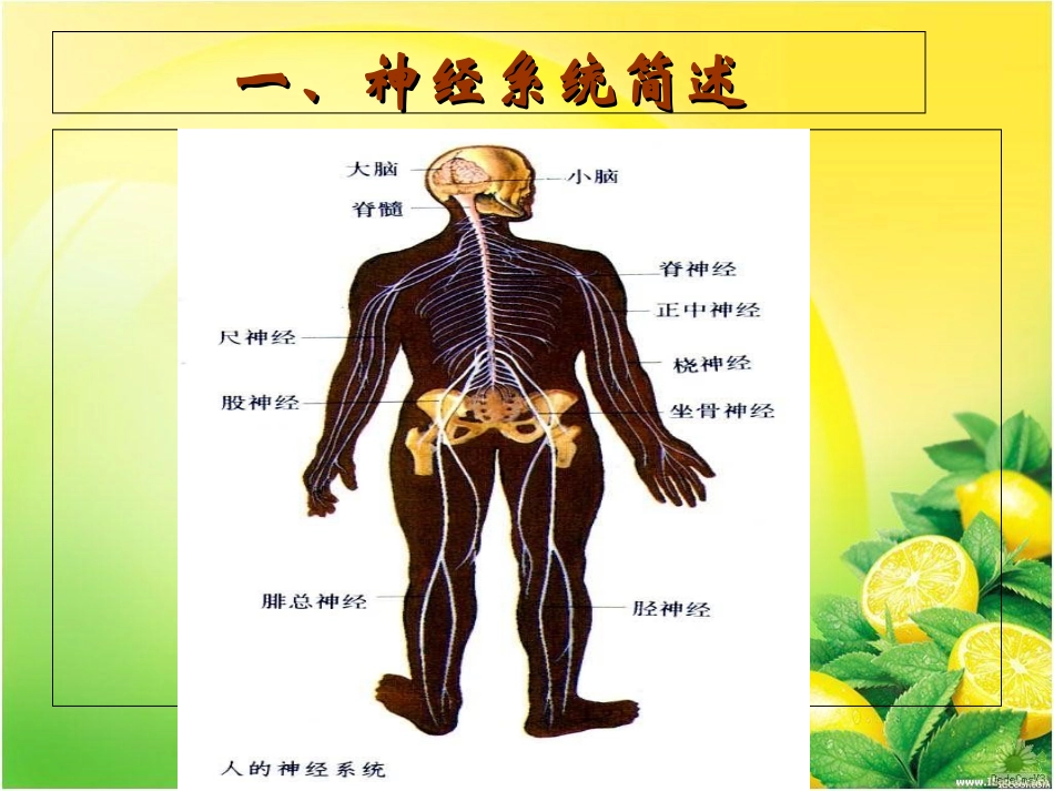 神经酸与脑健康讲座_第3页