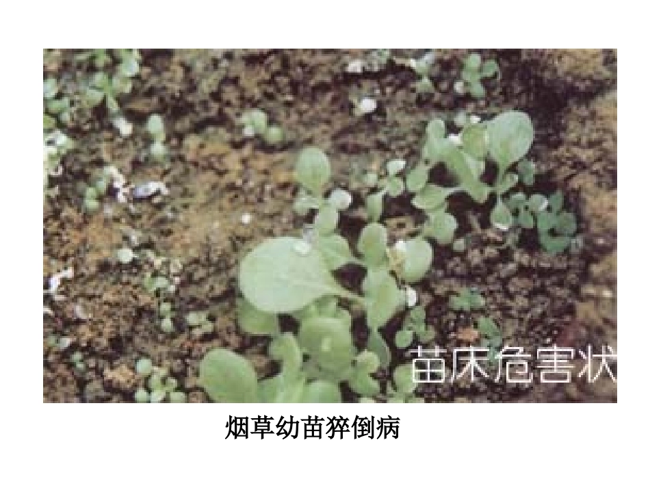 烟草病虫害图片精讲_第3页