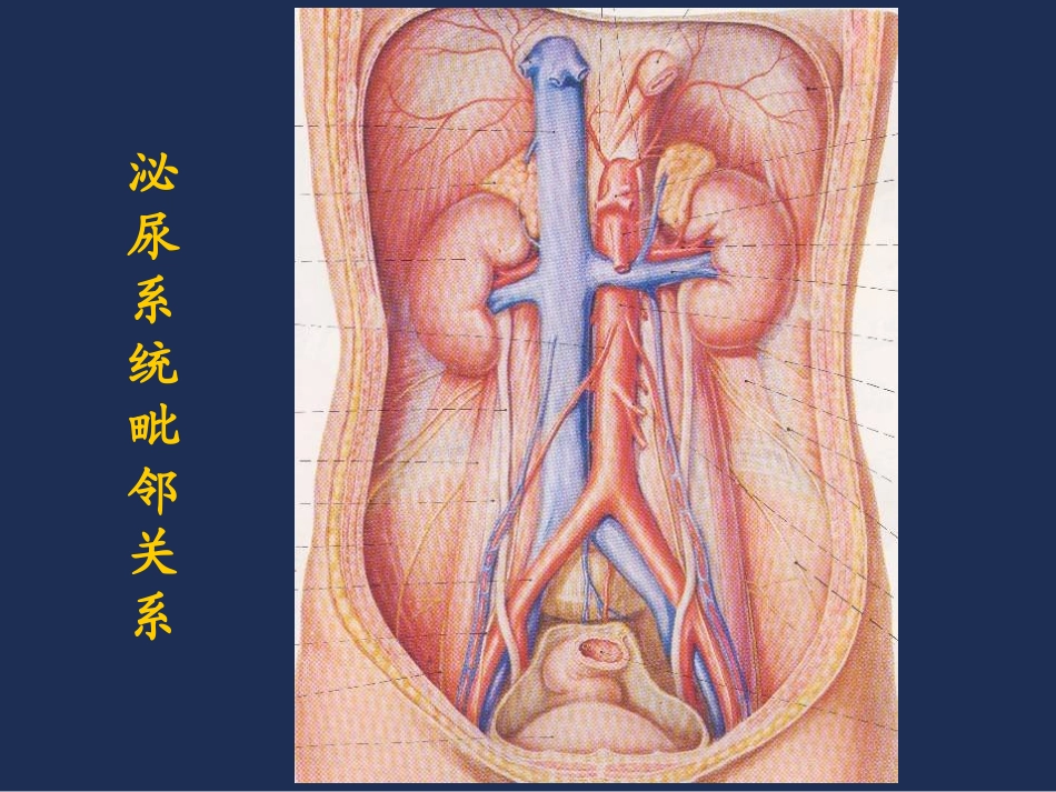 泌尿系统影像诊断_第2页