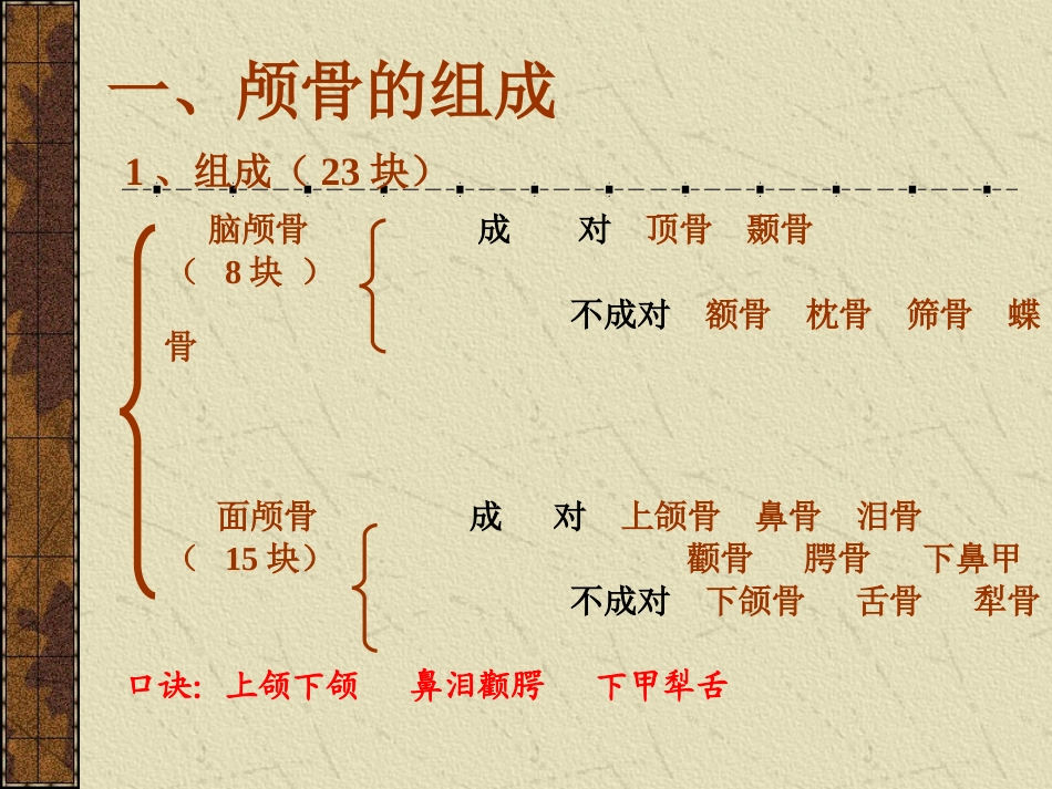 颅骨及整体观_第2页