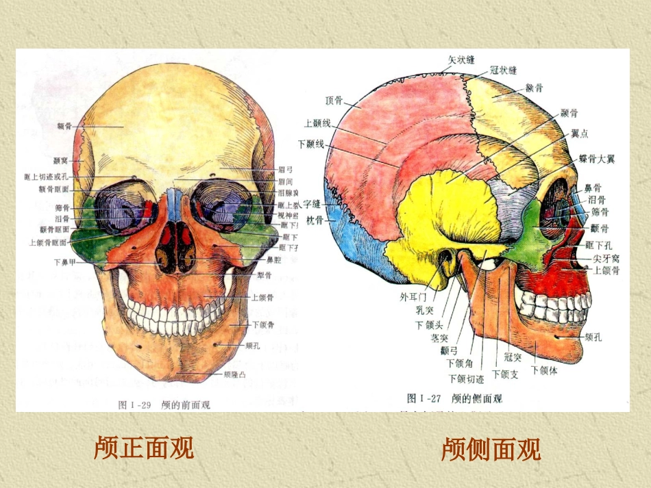 颅骨及整体观_第3页
