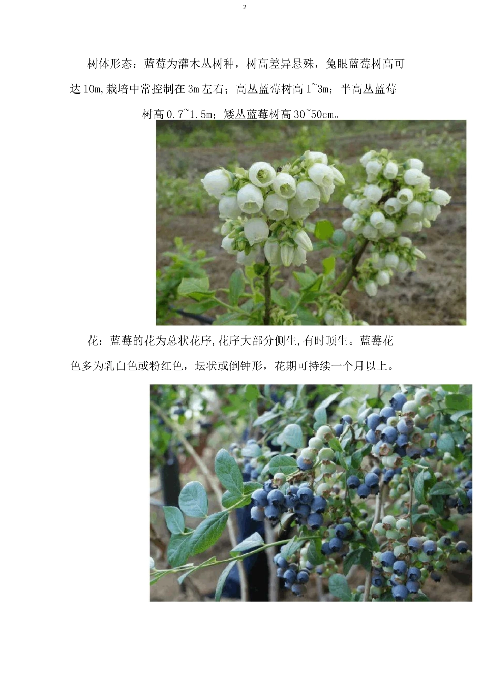 蓝莓全套栽培技术(收藏版)_第2页